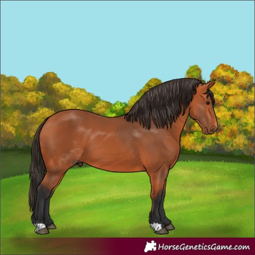 Horse Color:Unknown 