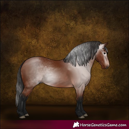 Horse Color:Gray Bay 