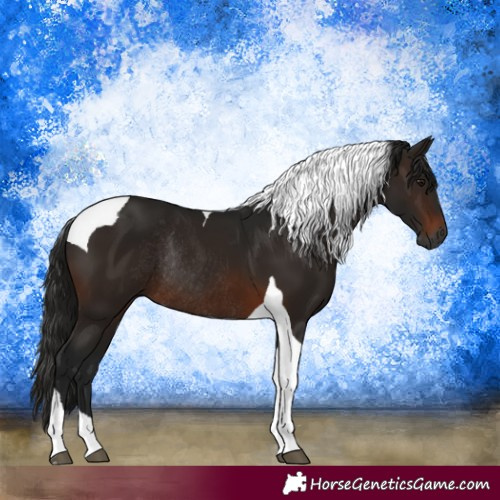 Horse Color:Gray Bay Tobiano Rabicano