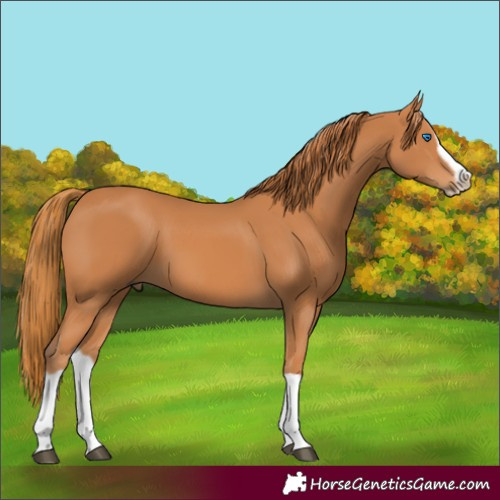 Horse Color:Chestnut Splash Frame