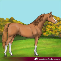 Horse Color:Chestnut Splash Frame