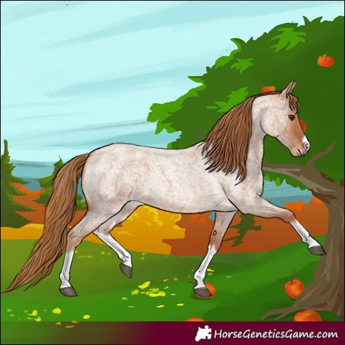 Horse Color:Red Roan Splash Frame 