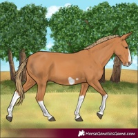 Horse Color:Chestnut Splash Frame