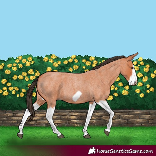 Horse Color:Bay Roan Splash Frame 