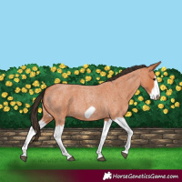Horse Color:Bay Roan Splash Frame