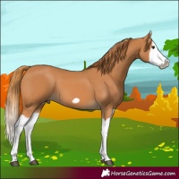 Horse Color:Chestnut Splash Frame