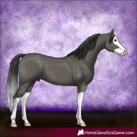 Horse Color:Grullo Splash 