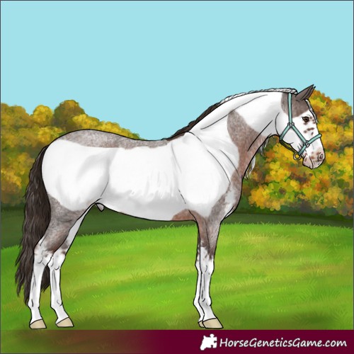 Horse Color:Liver Red Roan Sabino Frame 