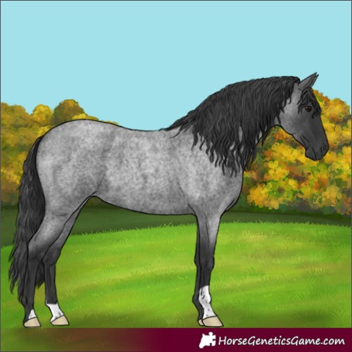 Horse Color:Blue Roan 