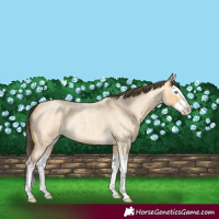 Horse Color:Amber Cream Champagne Roan Dun Splash 