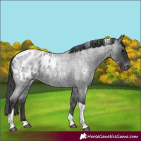 Horse Color:Blue Roan Tobiano Blanket Rabicano