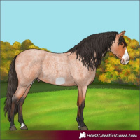 Horse Color:Bay Roan Frame