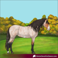 Horse Color:Bay Roan Frame