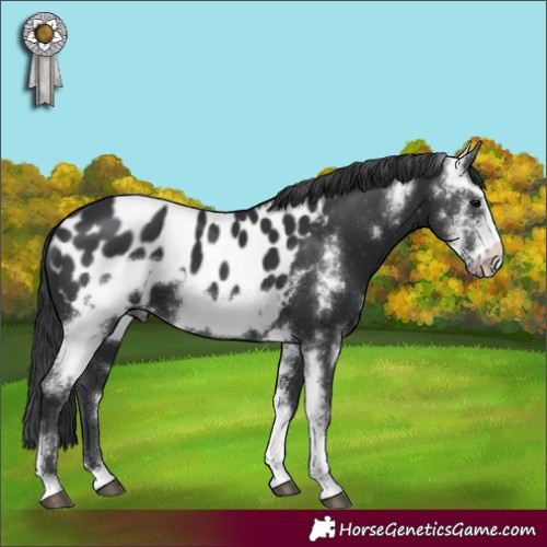 Horse Color:Black Sabino Frame Blanket