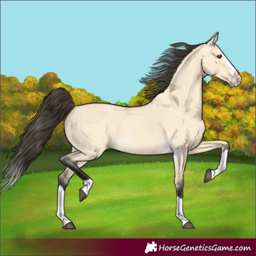 Horse Color:Buckskin Dun Splash 
