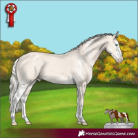 Horse Color:Cremello Sabino Appaloosa 