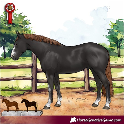 Horse Color:Liver Chestnut 