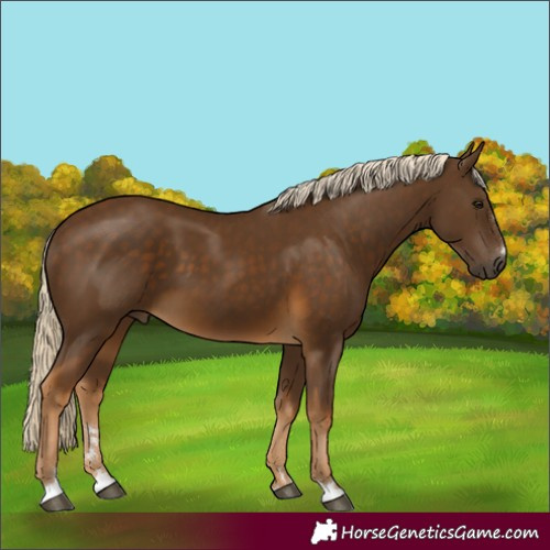 Horse Color:Chocolate Palomino 