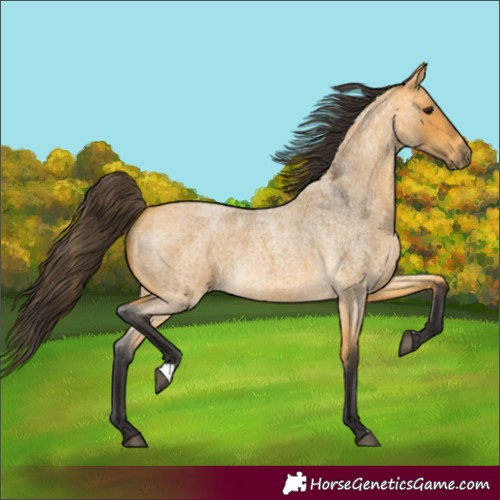 Horse Color:Buckskin Roan 