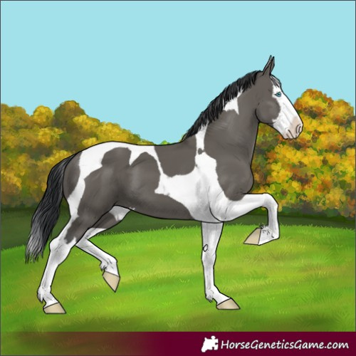 Horse Color:Grullo Splash Tobiano