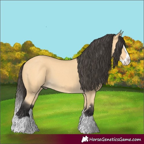 Horse Color:Buckskin Splash 
