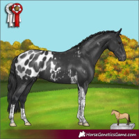 Horse Color:Black Tobiano Appaloosa