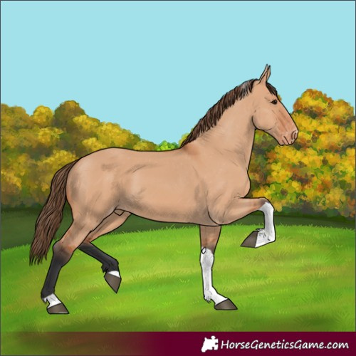 Horse Color:Bay Dun Tobiano Appaloosa 