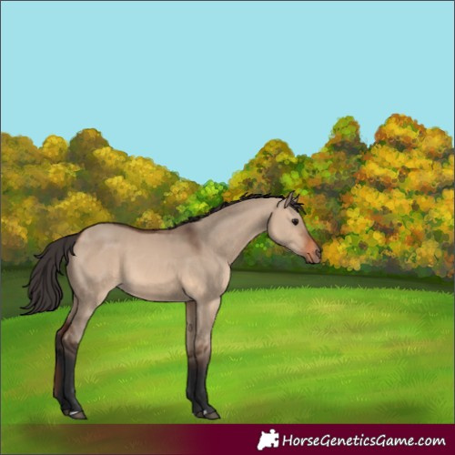 Horse Color:Brown Dun 