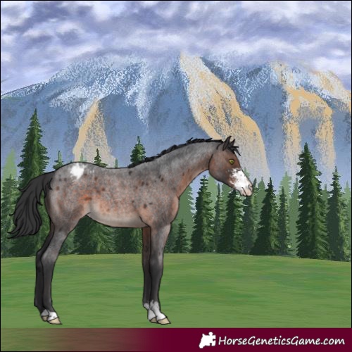 Horse Color:Brown Roan Mushroom Sabino Appaloosa
