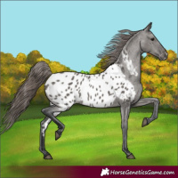 Horse Color:Grullo Appaloosa 