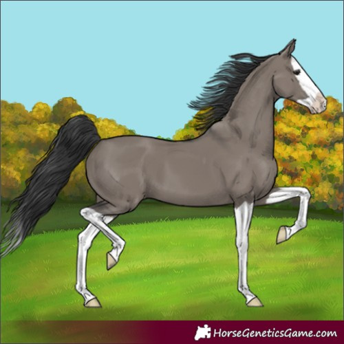 Horse Color:Grullo Splash 