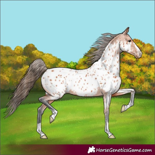 Horse Color:Bay Near Leopard 