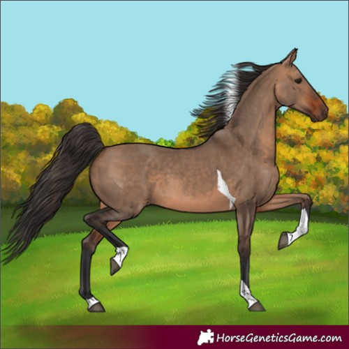 Horse Color:Bay Dun Tobiano 