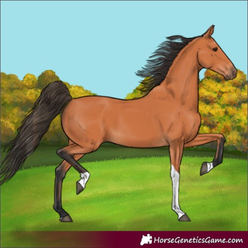 Horse Color:Bay Tobiano 