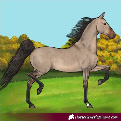 Horse Color:Bay Dun 