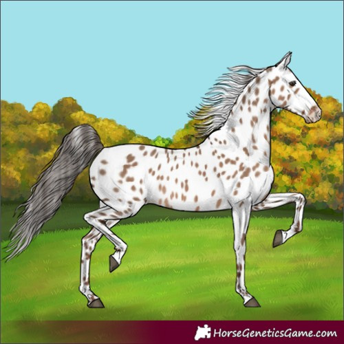 Horse Color:Liver Red Dun Appaloosa 