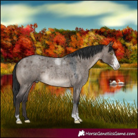 Horse Color:Brown Roan Dun Sabino Rabicano