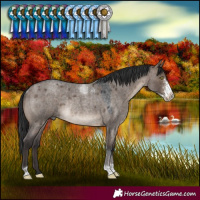 Horse Color:Brown Roan Dun Sabino Rabicano 