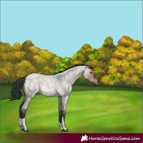 Horse Color:Brown Roan Dun Tobiano 