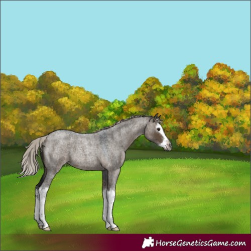 Horse Color:Gray Silver Brown Roan Dun Splash 