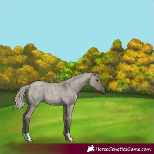 Horse Color:Silver Grullo Roan 