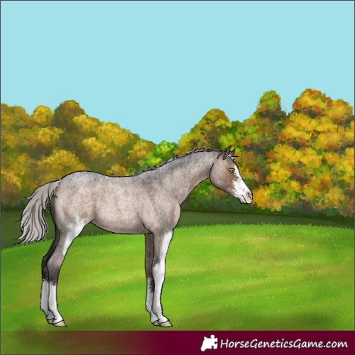 Horse Color:Silver Brown Roan Dun Sabino 