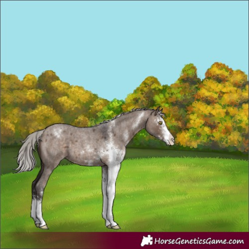 Horse Color:Silver Brown Roan Dun Sabino 