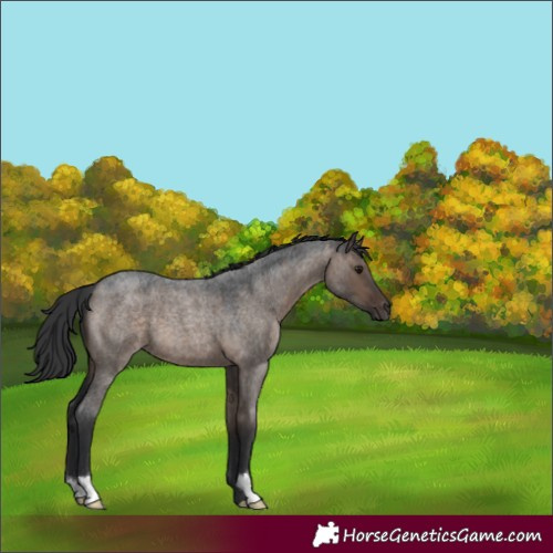 Horse Color:Brown Roan Dun