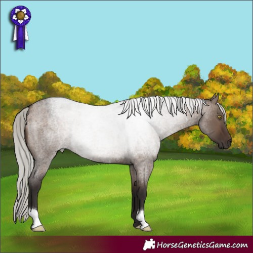 Horse Color:Silver Brown Roan Dun 