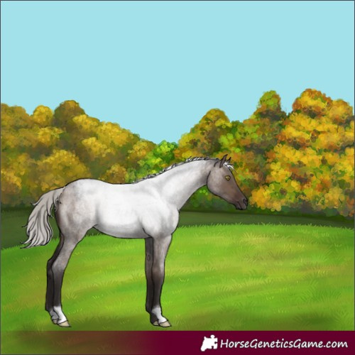 Horse Color:Silver Brown Roan Dun 