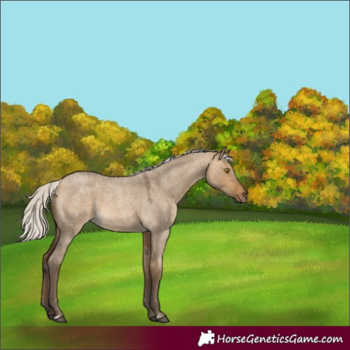 Horse Color:Silver Buckskin Roan Dun 