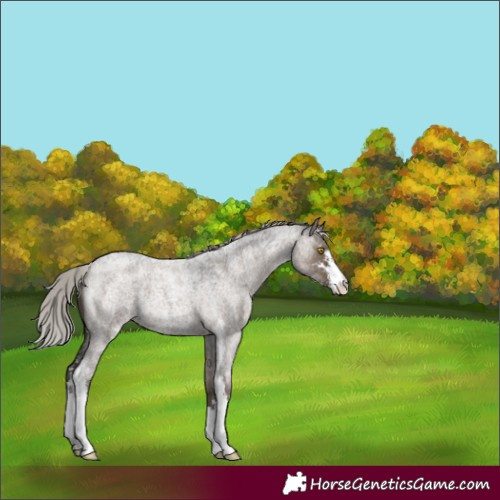 Horse Color:Silver Grullo Roan Sabino 