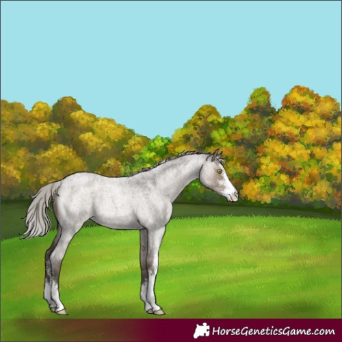 Horse Color:Silver Grullo Roan Sabino 