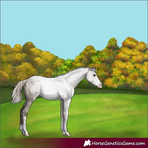 Horse Color:Silver Grullo Roan Sabino 
